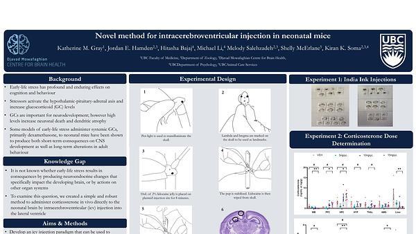 Novel method for intracerebroventricular injection in neonatal mice