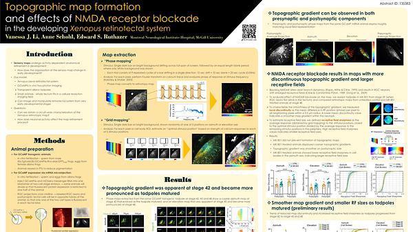 Topographic map formation and the effects of NMDA receptor blockade in the developing Xenopus retinotectal system