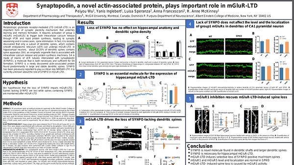 Synaptopodin, a novel actin-associated protein, plays important role in mGluR-LTD