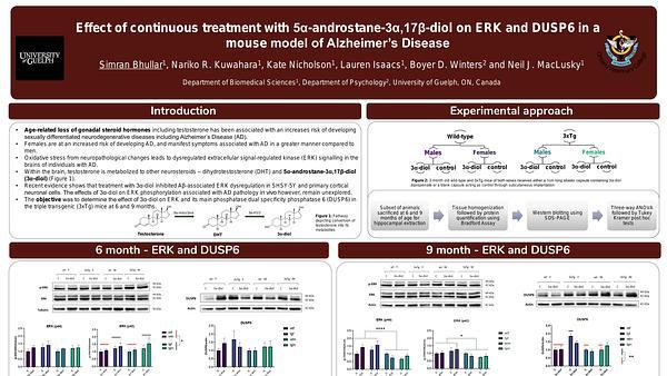 Effect of 5α-androstane-3α,17β-diol on ERK and MKP3 in a mouse model of Alzheimer's Disease