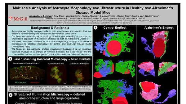 Multi-scale analysis of astrocyte morphology and ultrastructure in healthy and Alzheimer's disease model mice