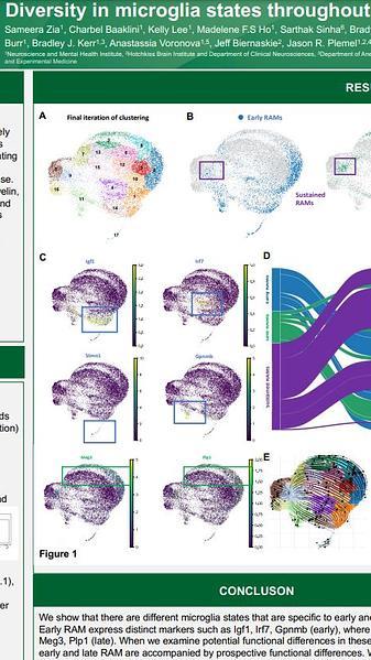 Phenotypic profiling of microglia across remyelination and ageing