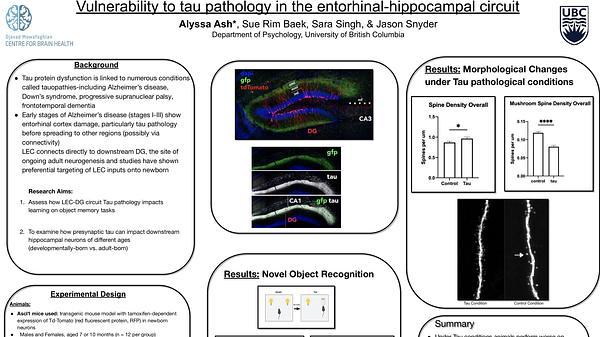 Vulnerability to tau pathology in the entorhinal-hippocampal circuit