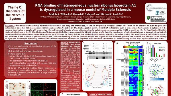 RNA binding of heterogeneous nuclear ribonucleoprotein A1 is dysregulated in a mouse model of Multiple Sclerosis