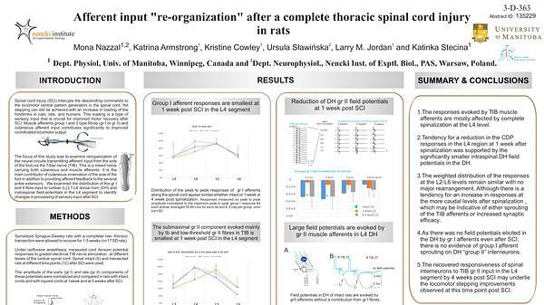 Afferent input "re-organization" after a complete thoracic spinal cord injury in rats