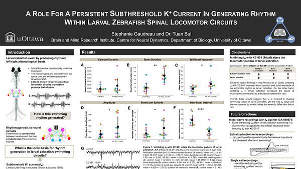 A role for a persistent subthreshold K+ current in generating rhythm within larval zebrafish spinal locomotor circuits