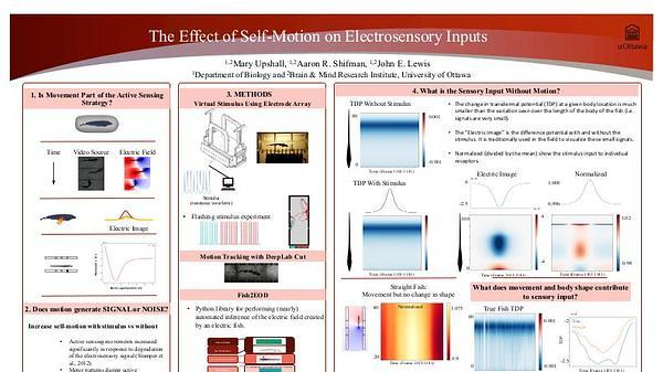 The effect of self-motion on electrosensory inputs