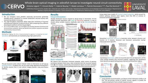 Whole-brain optical imaging in zebrafish larvae to investigate neural circuit development and connectivity