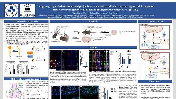 Long-range hypothalamic neuronal projections to the subventricular zone neurogenic niche regulates neural stem cell function through endocannabinoid signaling