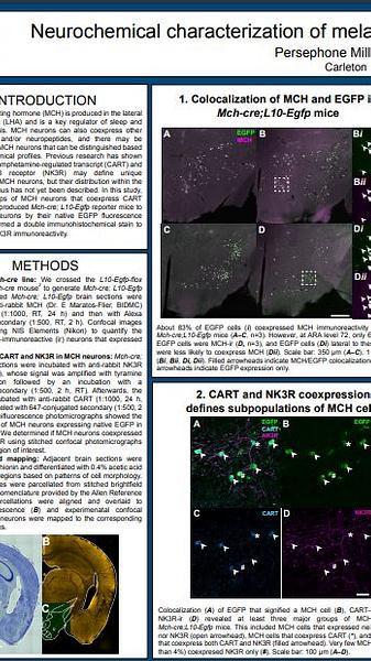 Neurochemical characterization of melanin-concentrating hormone neurons in the mouse lateral hypothalamus