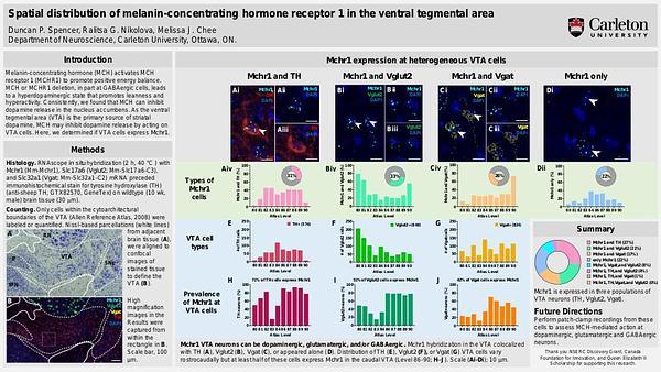 Spatial distribution of melanin-concentrating hormone receptor 1 in the ventral tegmental area