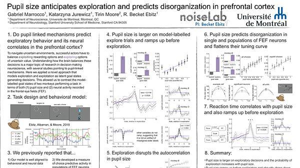 Pupil size anticipates exploration and predicts disorganization in prefrontal cortex