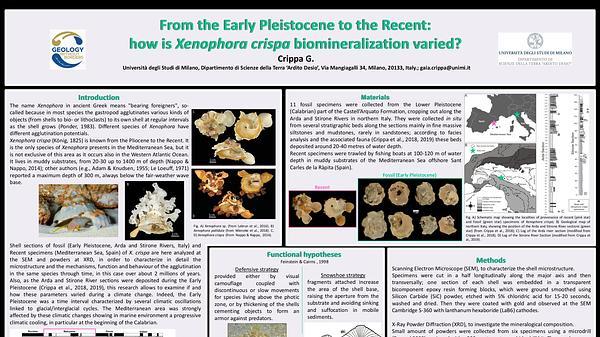 From the Early Pleistocene to the Recent: how is Xenophora crispa biomineralization varied?