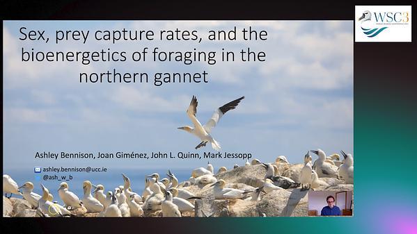 Sex, prey capture rates, and the bioenergetics of foraging in the northern gannet