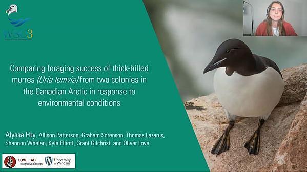 Comparing foraging success of thick-billed murres (Uria lomvia) from two colonies in the Canadian Arctic in response to environmental conditions