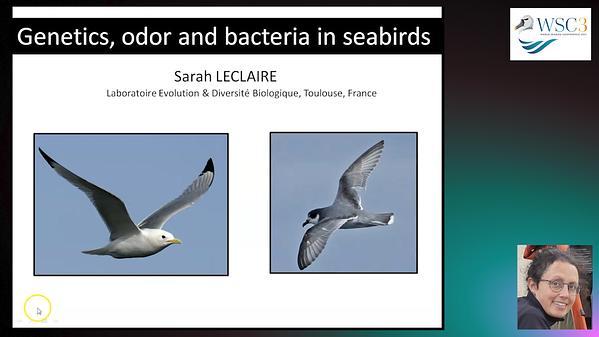 Genetic similarity, odor cues and microbiota in blue petrels and kittiwakes