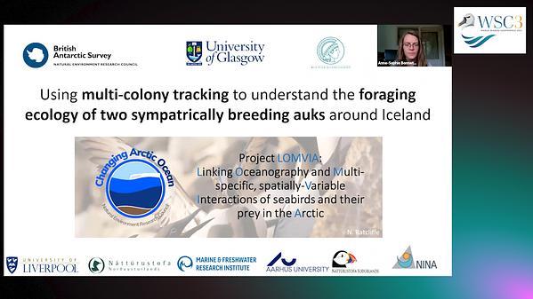 Using multi-colony tracking to understand the foraging ecology of two sympatrically breeding auks around Iceland