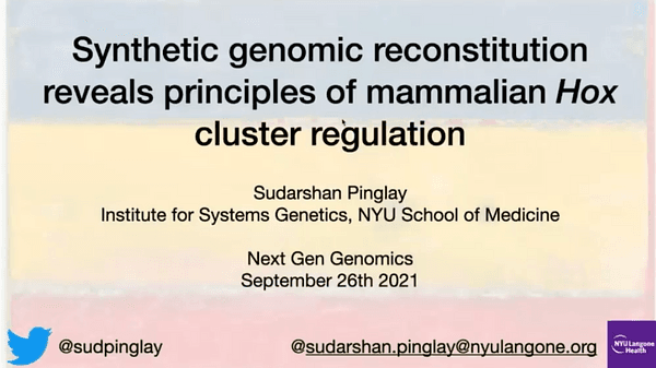 Synthetic genomic reconstitution reveals principles of mammalian Hox cluster regulation