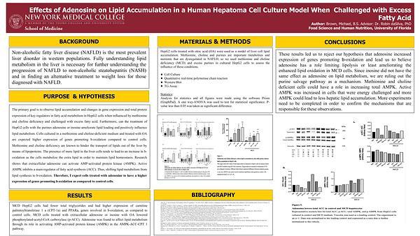 Effects of Adenosine on Lipid Accumulation in a Human Hepatoma Cell Culture Model When Challenged with Excess Fatty Acid