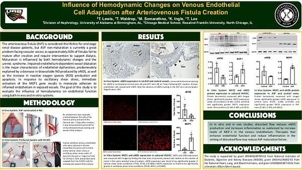 Uremia Induces Functional and Histological Changes in a Mouse Model of AVF Stenosis