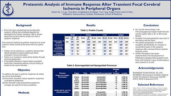 Neurology - Proteomic Analysis of Immune Response After Transient Focal Cerebral Ischemia in Peripheral Organs - Neurology