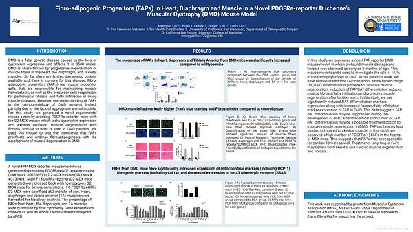 Orthopaedic Surgery - Fibro-adipogenic Progenitors (FAPs) in Heart, Diaphragm and Muscle in a Novel PDGFRa-reporter Duchenne’s Muscular Dystrophy (DMD) Mouse Model - Orthopaedic Surgery