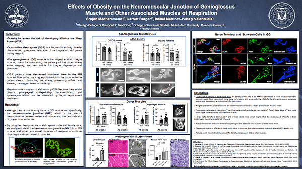 Effects of Obesity on the Neuromuscular Junction of Genioglossus Muscle and Other Associated Muscles of Respiration