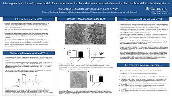 A transgenic Na+ channel mouse model of spontaneous ventricular arrhythmias demonstrates ventricular mitochondrial structural alterations