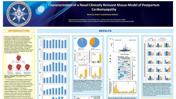 Characterization of a Novel Clinically Relevant Mouse Model of Postpartum Cardiomyopathy