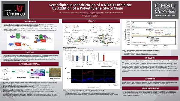 Serendipitous Identification of a NOXO1 Inhibitor By Addition of a Polyethylene Glycol Chain