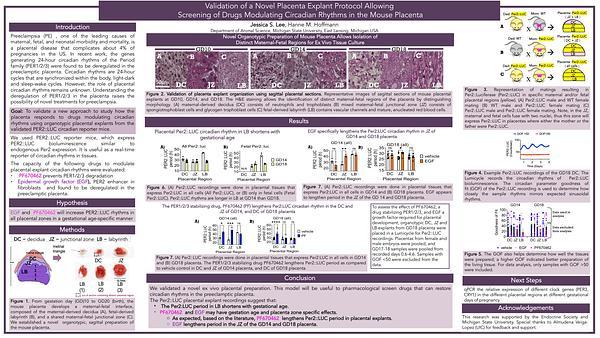 Validation of a Novel Placenta Explant Protocol Allowing
Screening of Drugs Modulating Circadian Rhythms in the Mouse Placenta