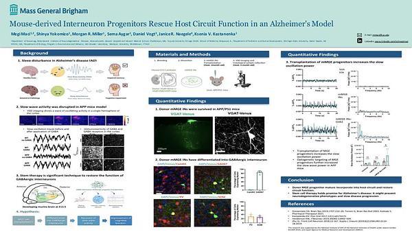 Mouse-derived Interneuron Progenitors Rescue Host Circuit Function in an Alzheimer's Model