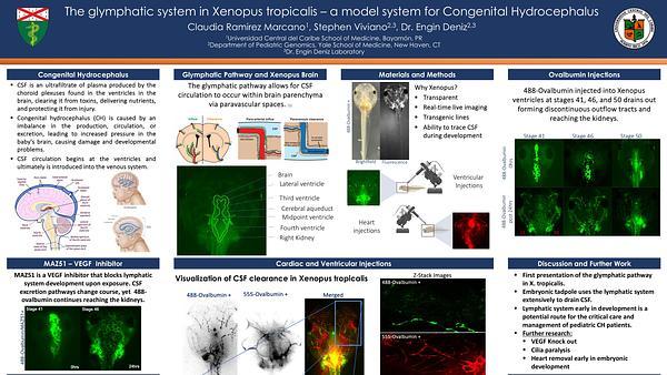 The glymphatic system in Xenopus tropicalis – a model system for Congenital Hydrocephalus