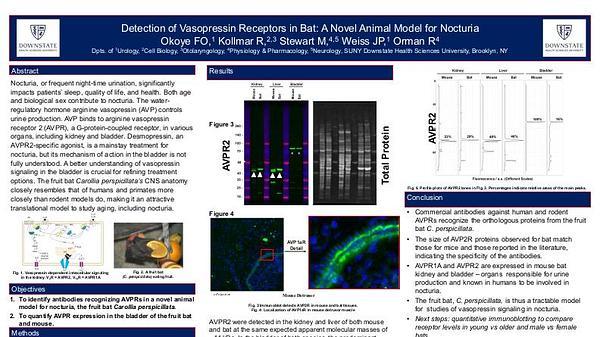 Vasopressin Receptors in Bat: A Novel Animal Model for Nocturia