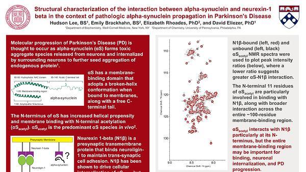 Structural characterization of the interaction between alpha-synuclein and neurexin-1 beta in the context of pathologic alpha-synuclein propagation in Parkinson's Disease