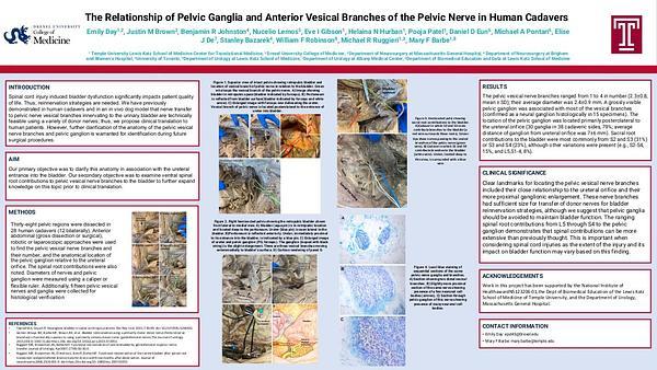 The Relationship of Pelvic Ganglia and Anterior Vesical Branches of the Pelvic Nerve in Human Cadavers