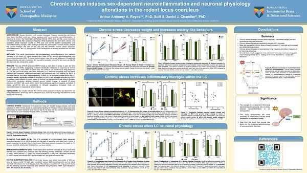 Chronic stress induces sex-dependent neuroinflammation and neuronal physiology alterations in the rodent Locus coeruleus