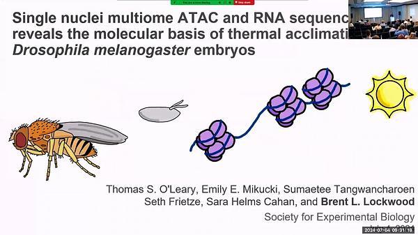 Single nuclei multiome ATAC and RNA sequencing reveals the molecular basis of thermal acclimation in Drosophila melanogaster embryos