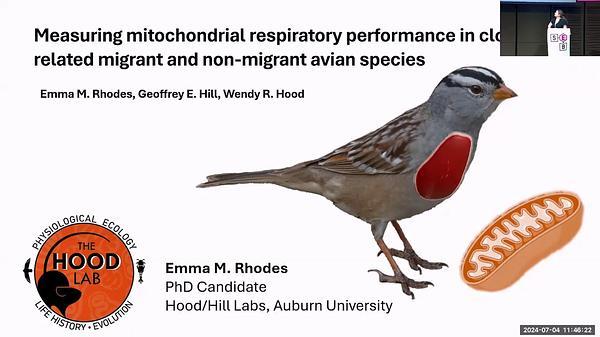 Measuring mitochondrial respiratory performance in closely related migrant and non-migrant avian species