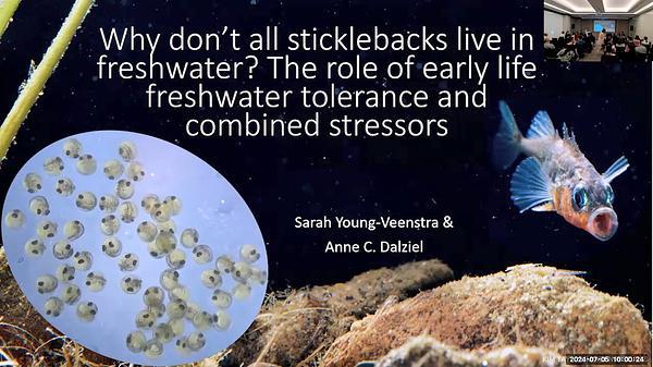 Does early life freshwater tolerance or adult tolerance of combined stressors limit freshwater colonization in stickleback fishes?