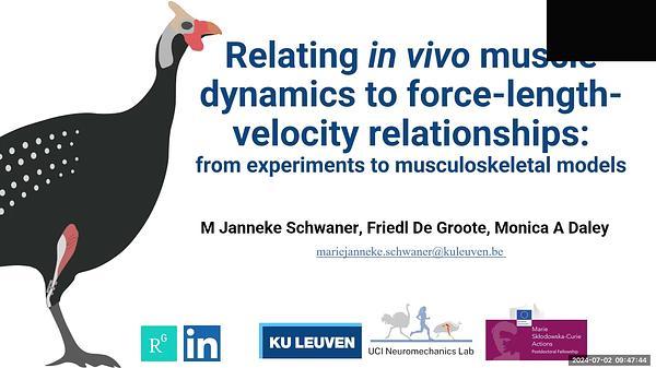 Relating in vivo muscle dynamics to force-length-velocity relationships: from experiments to musculoskeletal models