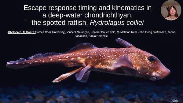 Escape response timing and kinematics in a deep-water chondrichthyan, the spotted ratfish, Hydrolagus colliei