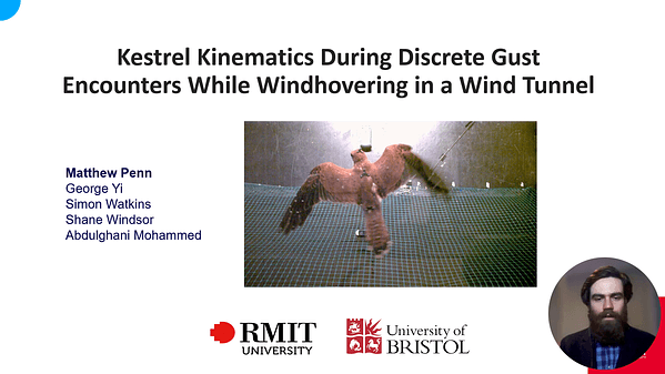 Kestrel kinematics during discrete gust encounters while windhovering in a wind tunnel