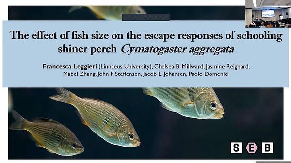 The effect of fish size on the escape responses of schooling shiner perch Cymatogaster aggregata