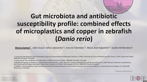 Gut microbiota and antibiotic susceptibility profile: combined effect of microplastics and copper in zebrafish (Danio rerio)