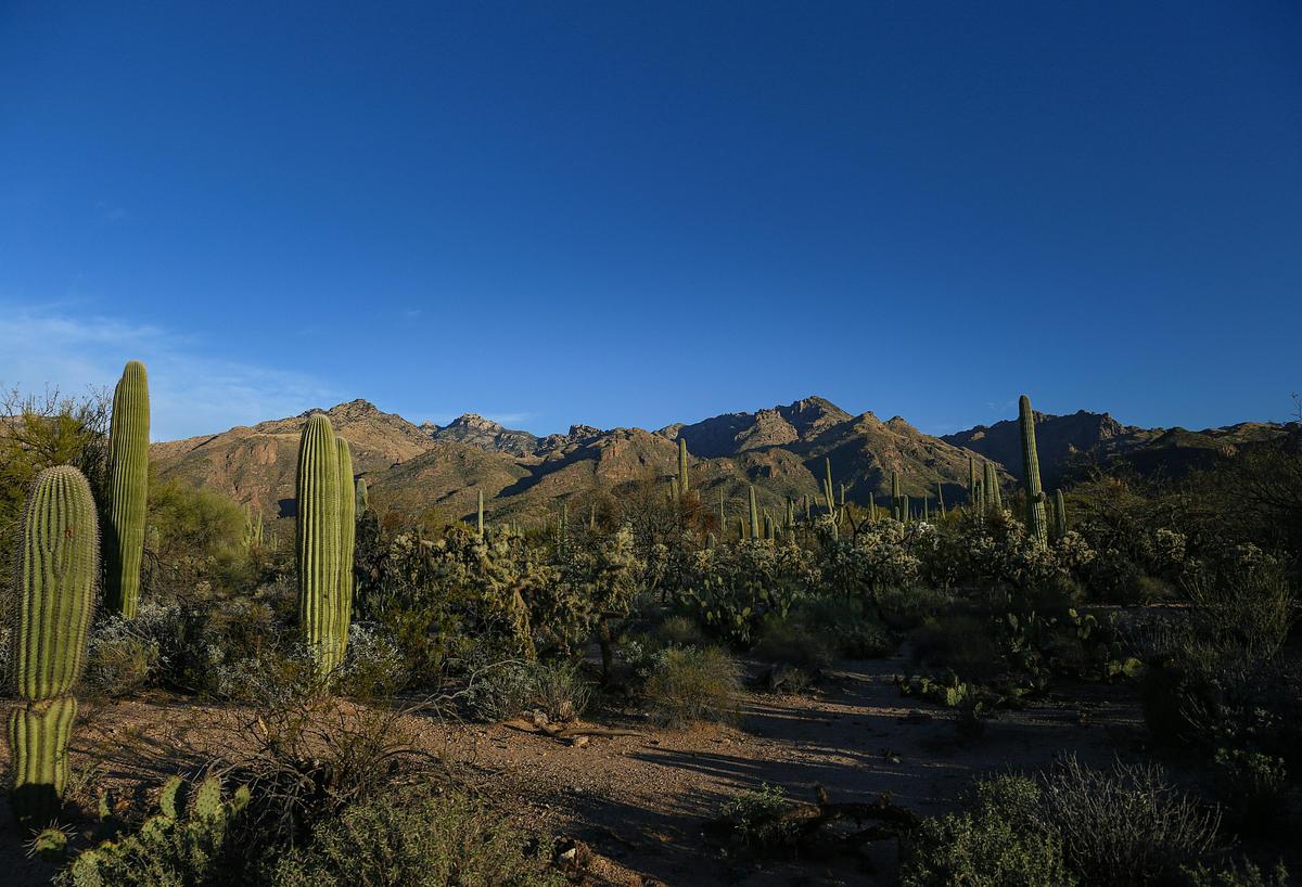 IRPS 2026 Tutorials and YIR