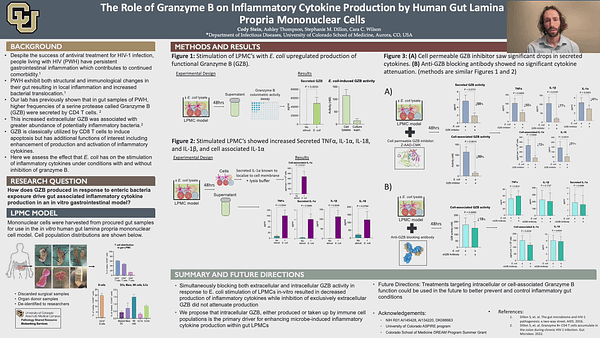 The Role of Granzyme B on Inflammatory Cytokine Production by Human Gut Lamina Propria Mononuclear Cells