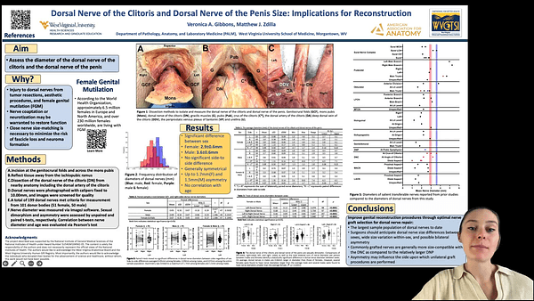 Dorsal Nerve of the Clitoris and Dorsal Nerve of the Penis Size: Implications for Reconstruction